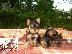 PoulaTo: Jack Russell καθαροαιμα 6979314054 -ΑΘΗΝΑ-